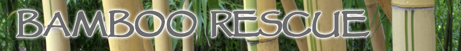 Bamboo Rescue, vivax aureocaulis