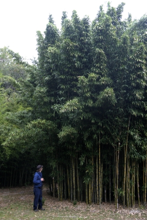 running bamboo